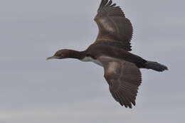 Image of Bounty Shag