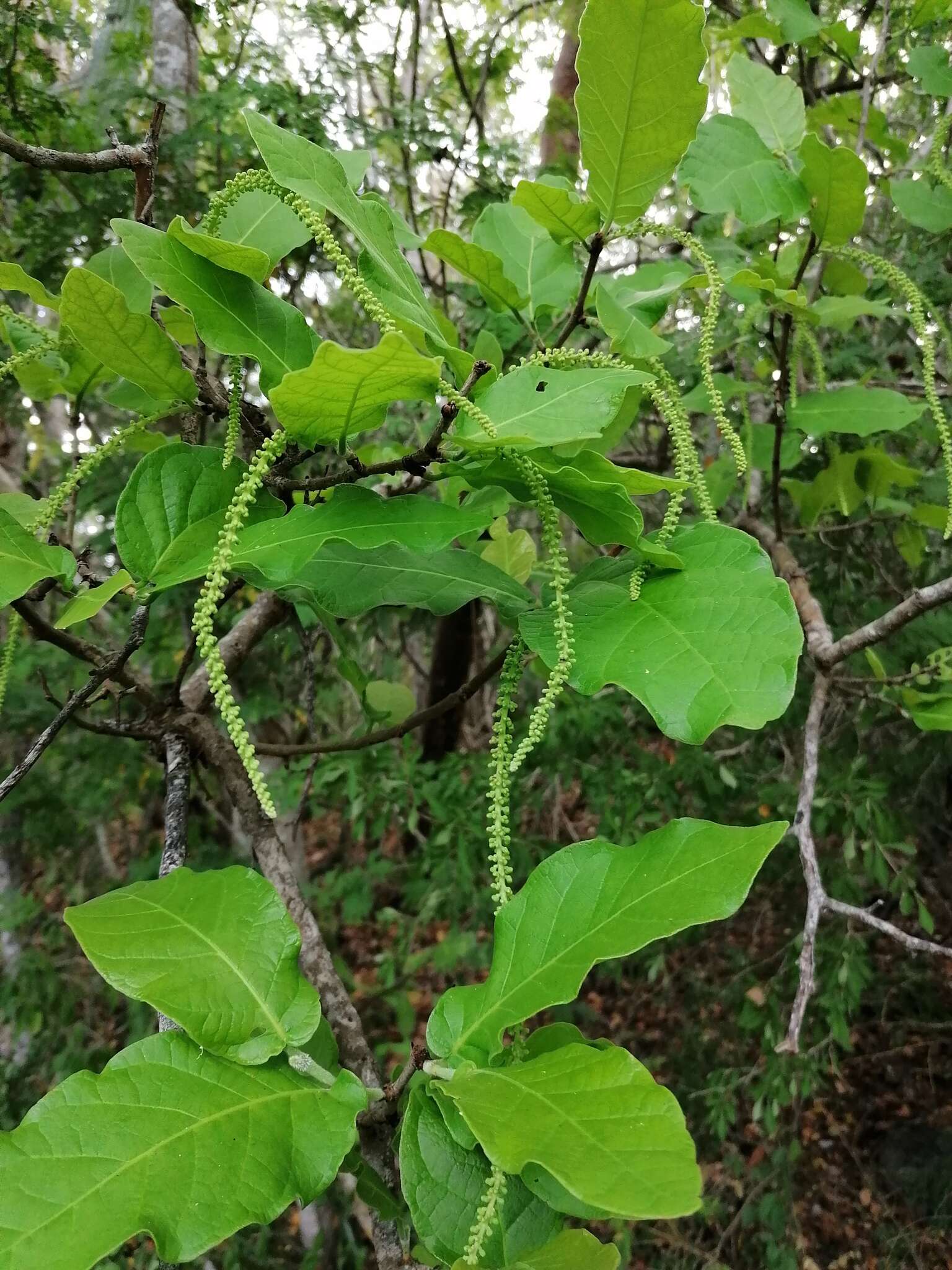 Coccoloba liebmannii Lindau resmi