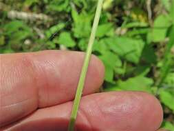 Image of glade larkspur