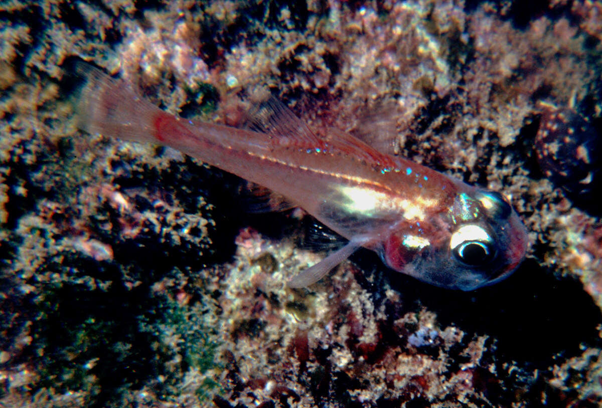 Image of Cryptic cardinalfish