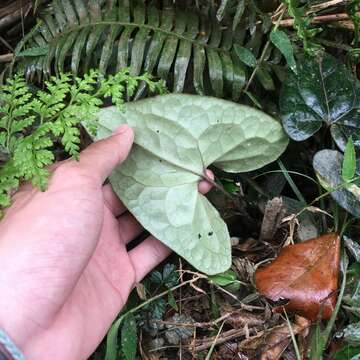 Image of Asarum macranthum Hook. fil.