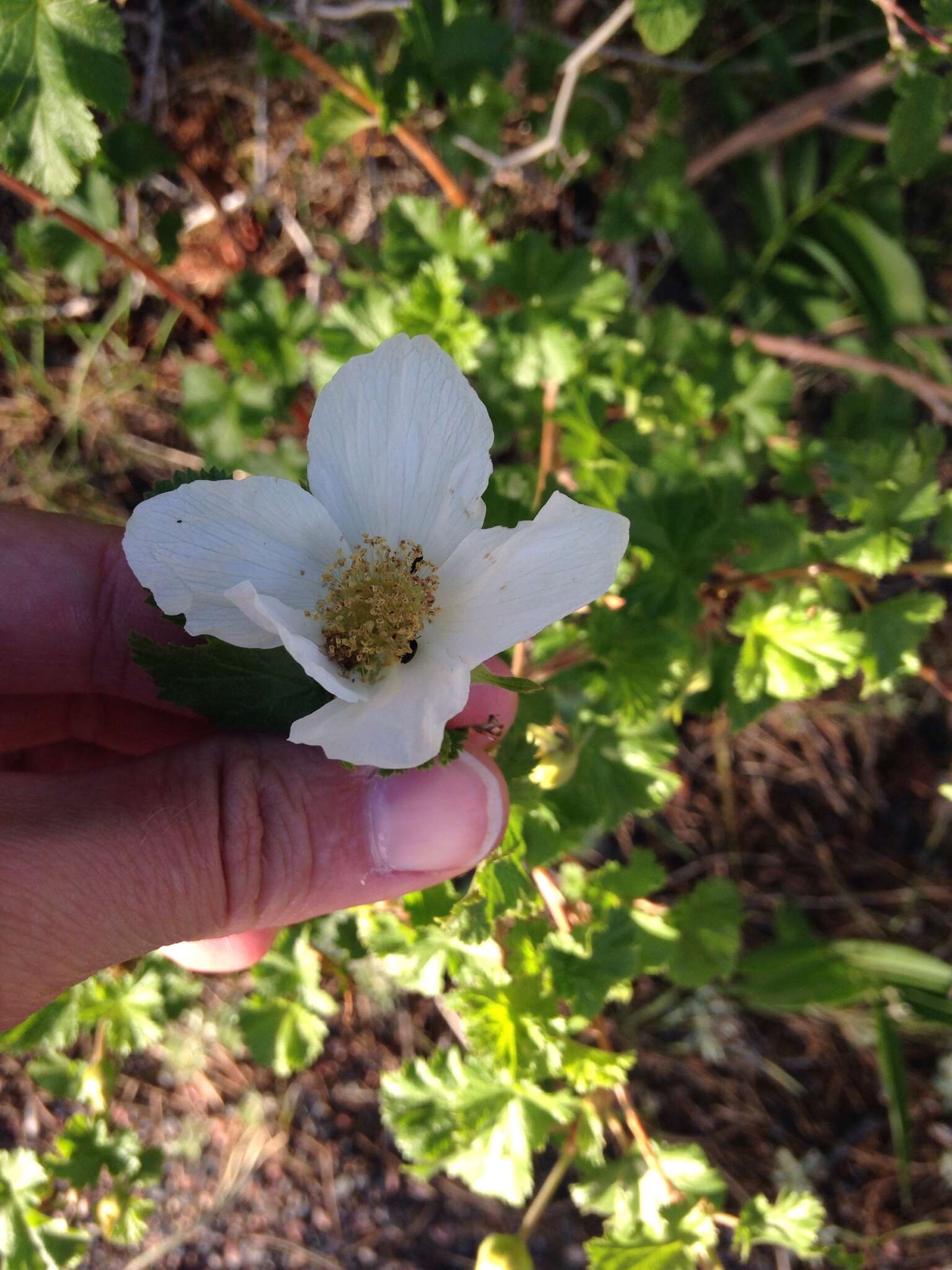 Image of delicious raspberry