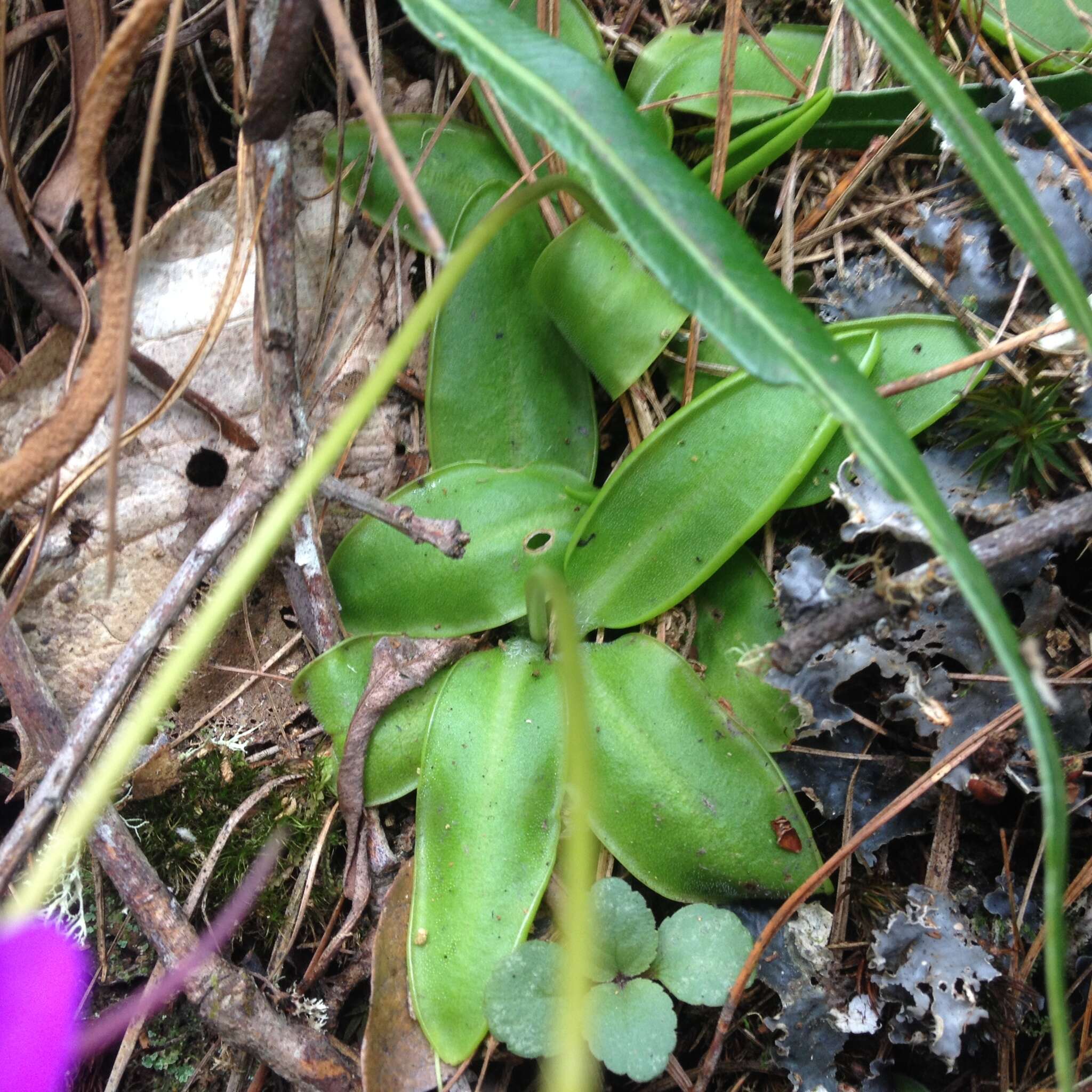 Image of Pinguicula orchidioides A. DC.