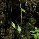 Слика од Utricularia unifolia Ruiz & Pav.