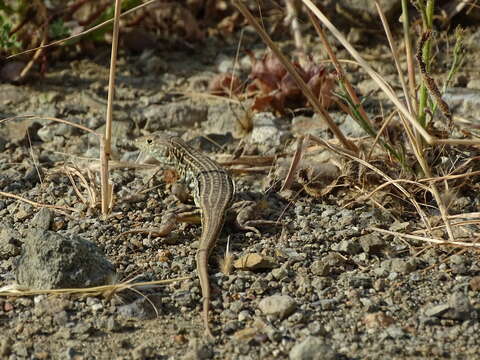 Image of Schreiber's Fringe-fingered Lizard