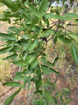 Sivun Cassia brewsteri F. Muell. kuva