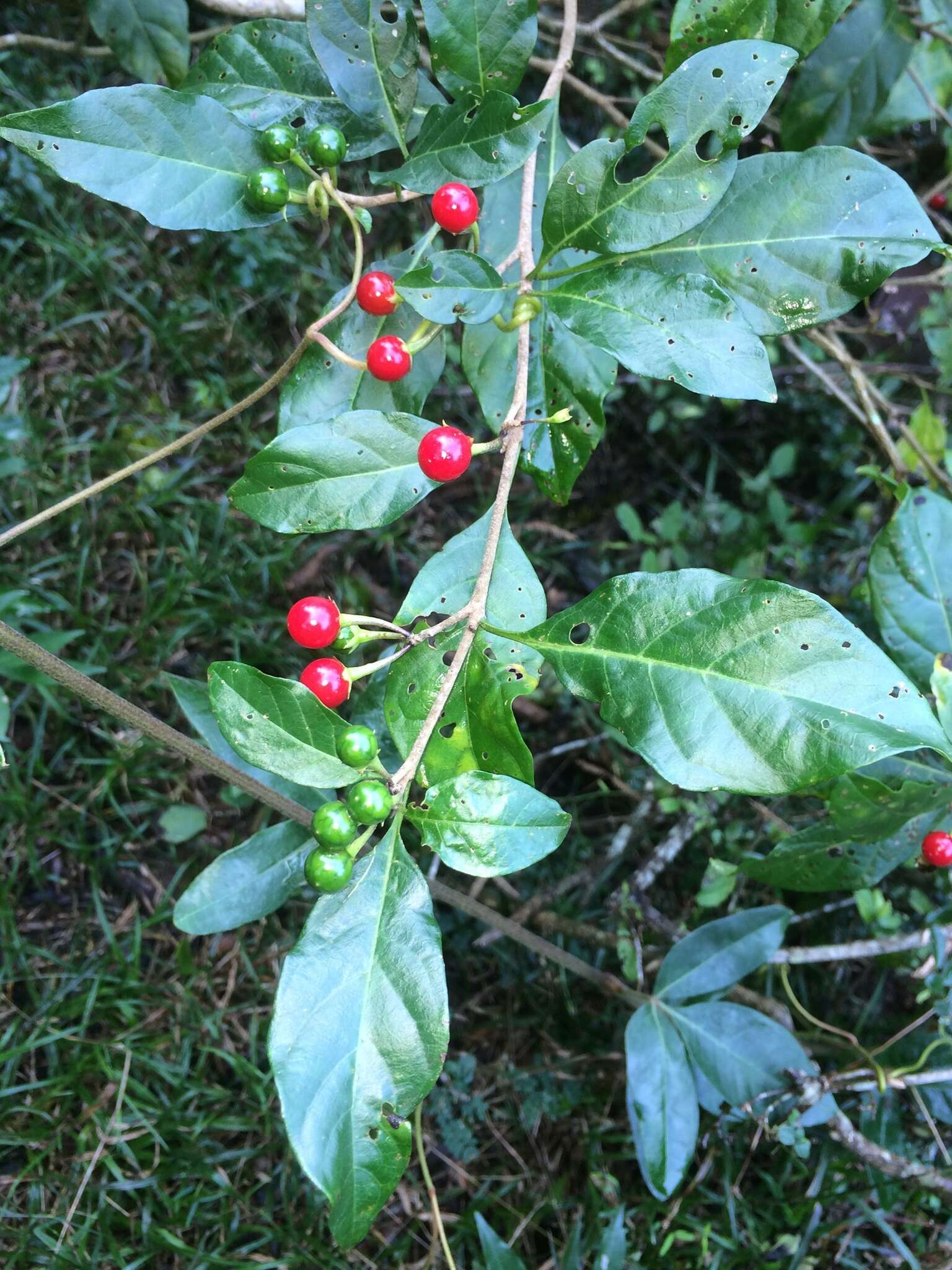 Image de Solanum goetzei Damm.