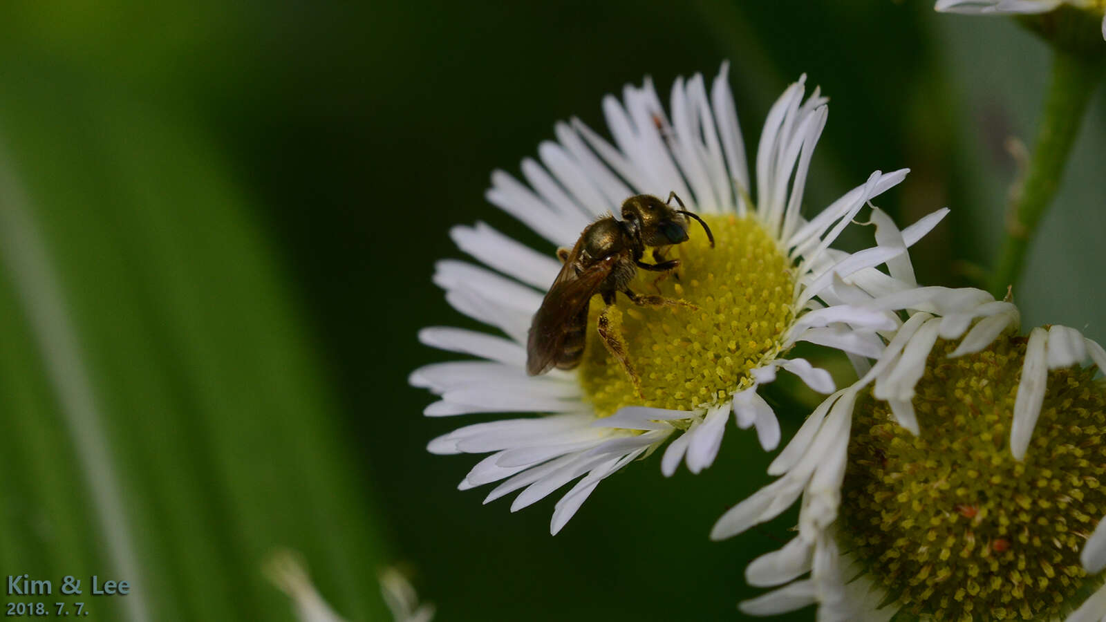 Halictus aerarius Smith 1873 resmi