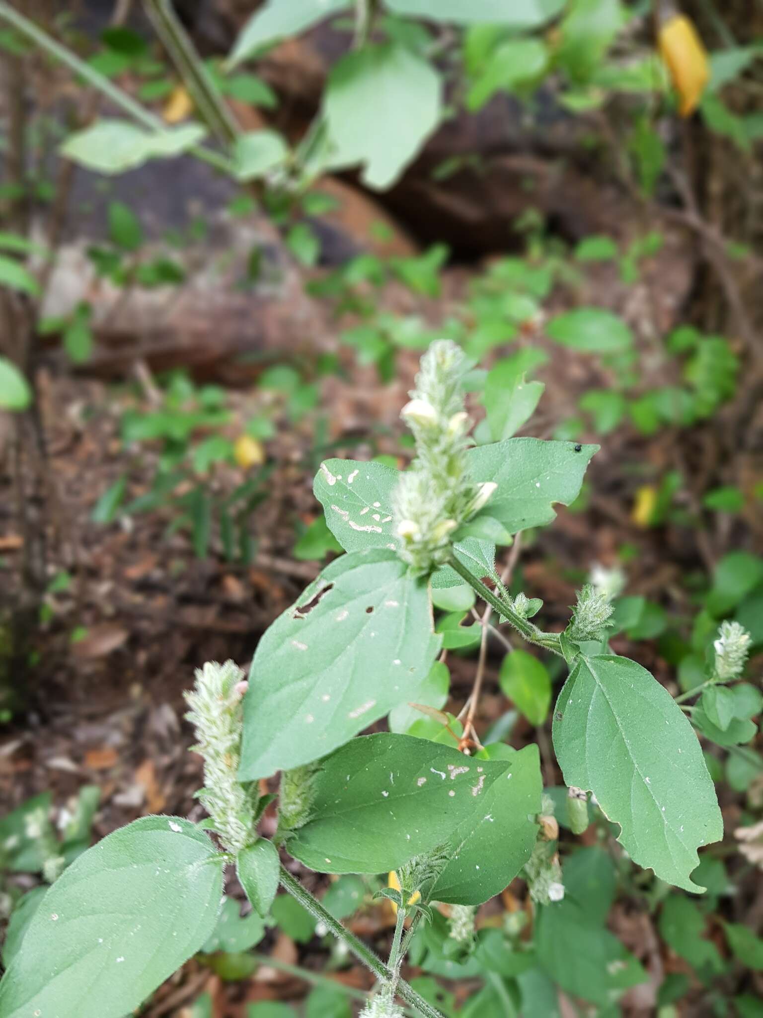 Sivun Isoglossa glandulosissima K. Balkwill kuva