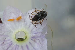 Sivun Pseudovelia tibialis Esaki & Miyamoto 1955 kuva