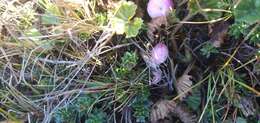 Image of Gaultheria pumila (L. fil.) D. J. Middleton