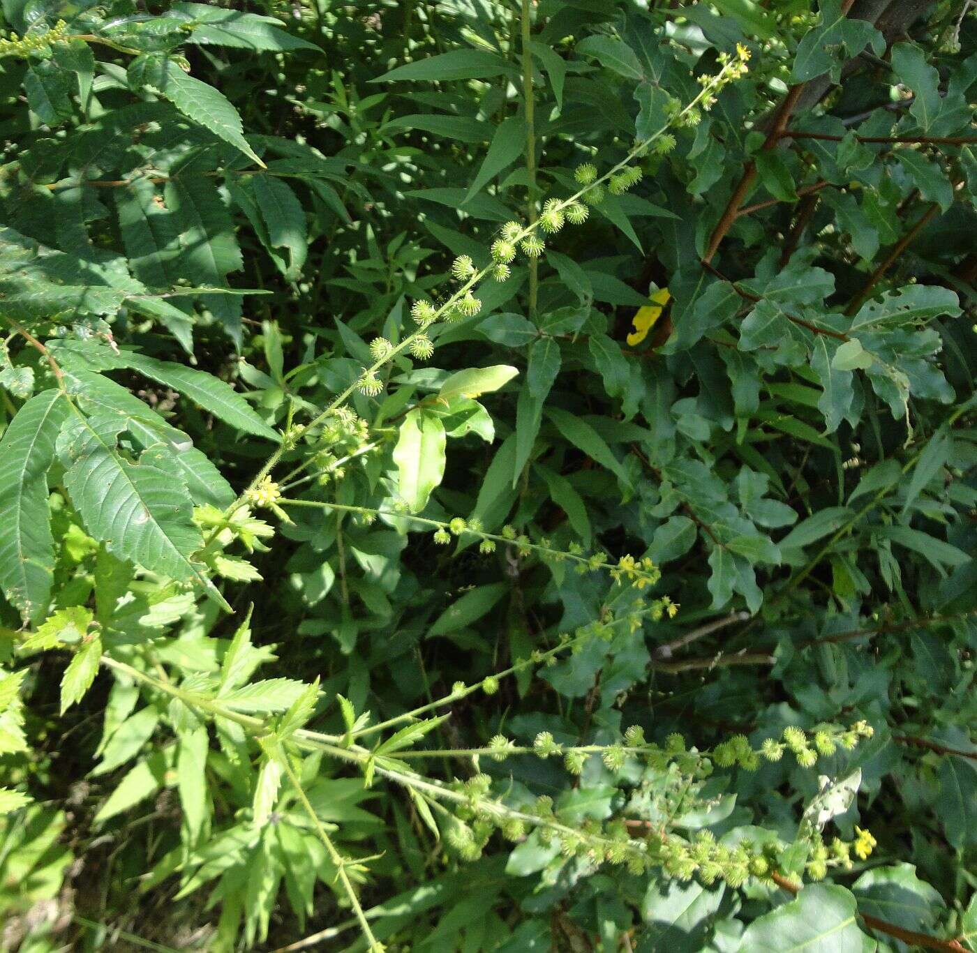 Image of tall hairy agrimony