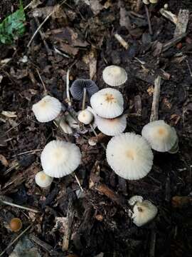 Image of Psathyrella amarescens Arnolds 2003