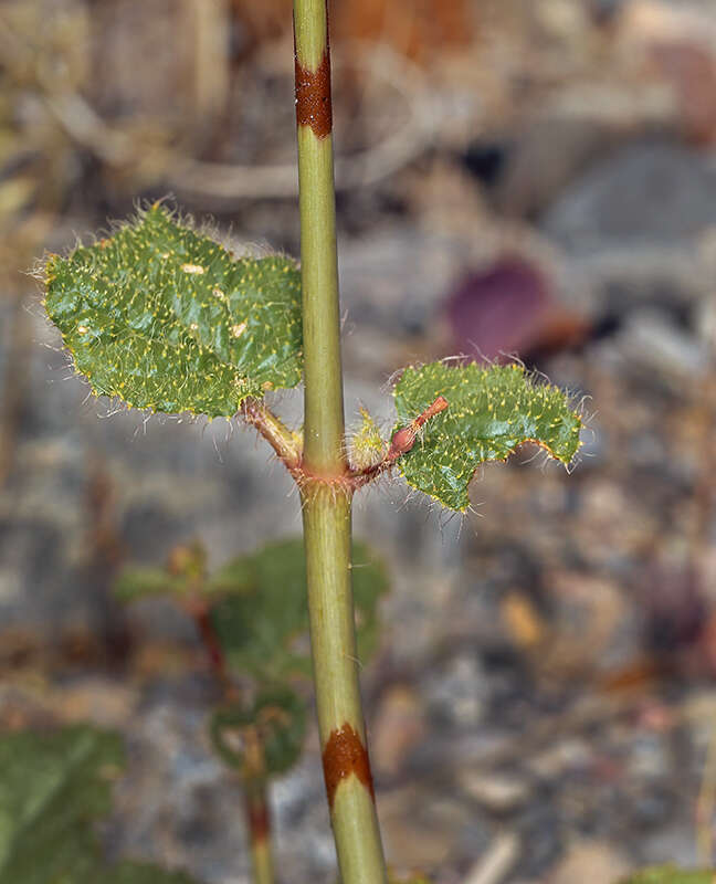 Imagem de Anulocaulis annulatus (Coville) Standl.