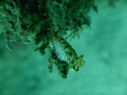 Image of Hypselodoris fucata Gosliner & R. F. Johnson 1999