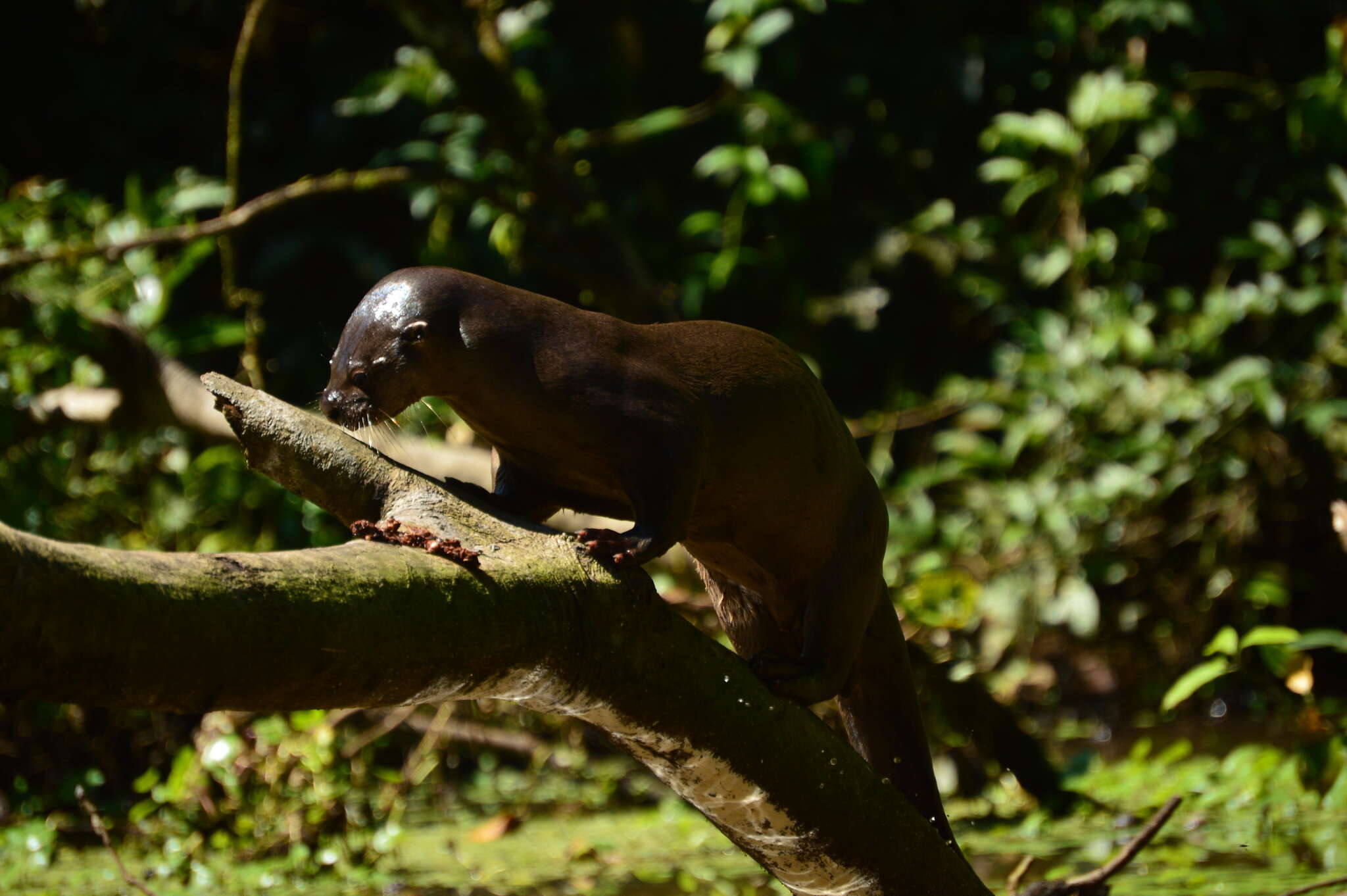 Image of La Plata Otter