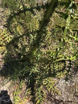 Plancia ëd Cirsium nuttalii DC.