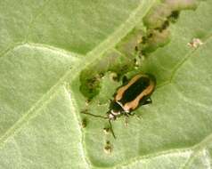 Phyllotreta striolata (Fabricius 1801) resmi