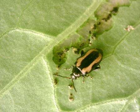 Image of Striped flea beetle