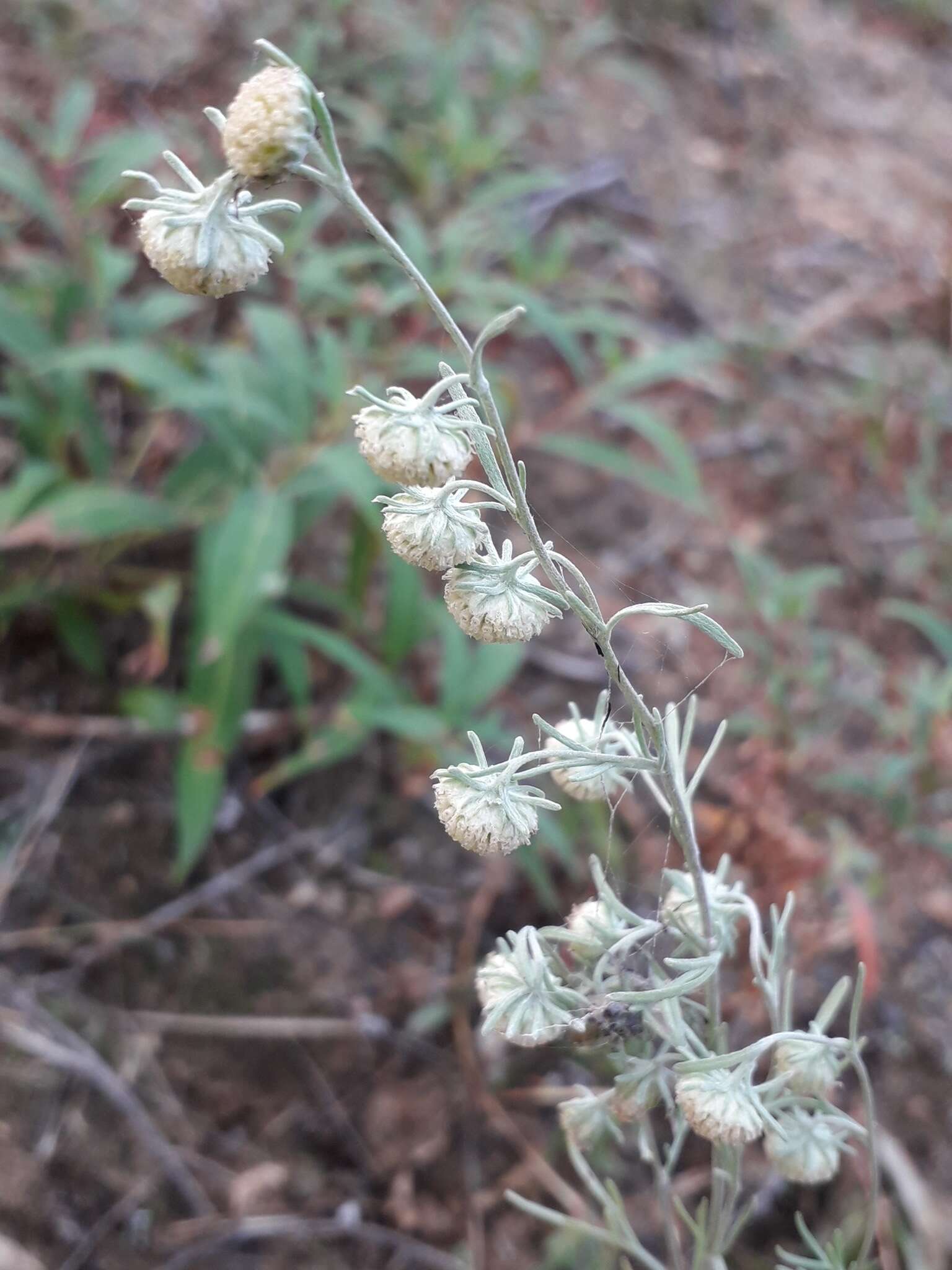 Слика од Artemisia jacutica Drobov