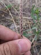 Pappophorum bicolor E. Fourn. resmi