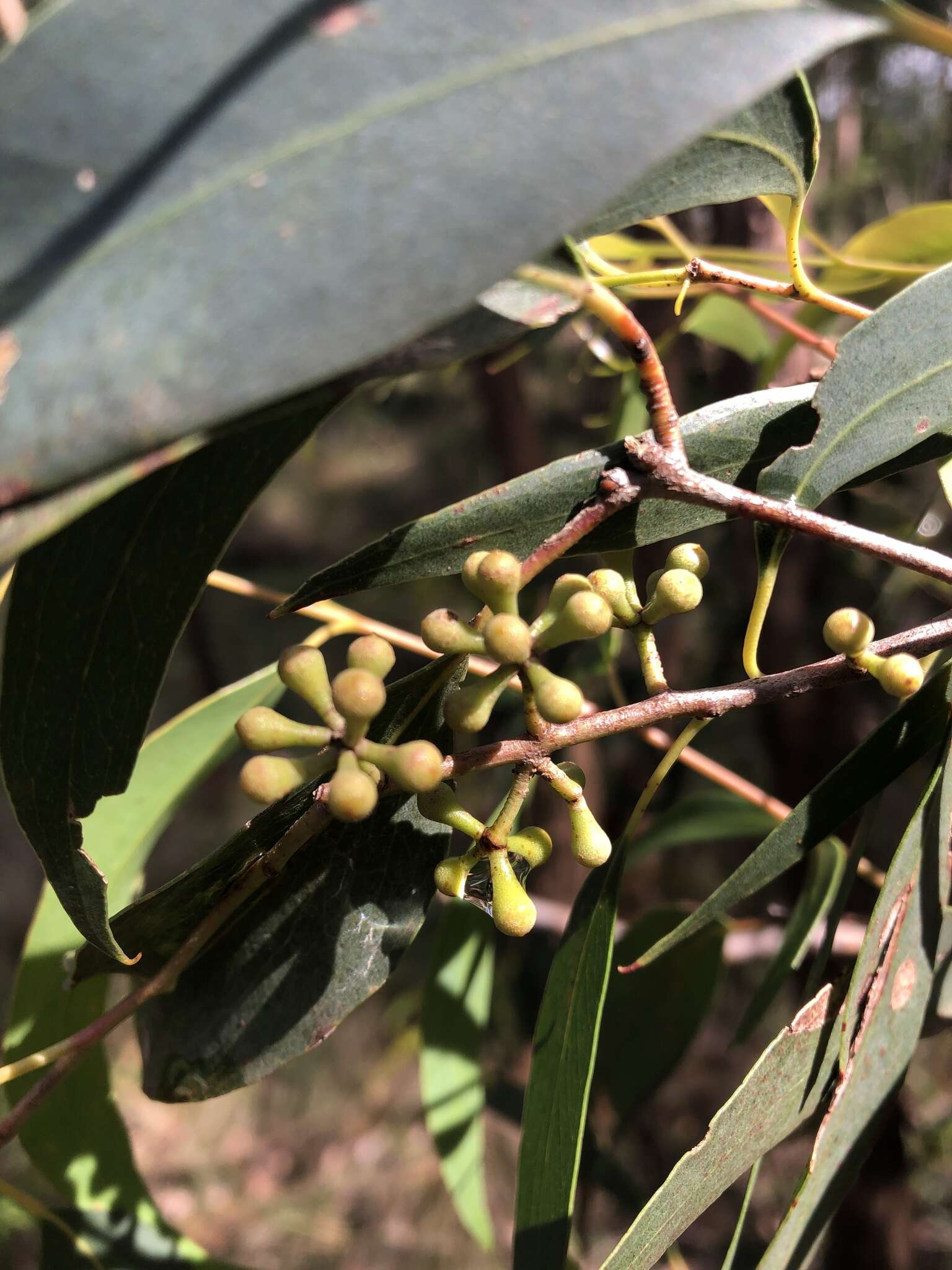 Eucalyptus radiata A. Cunn. ex DC. resmi