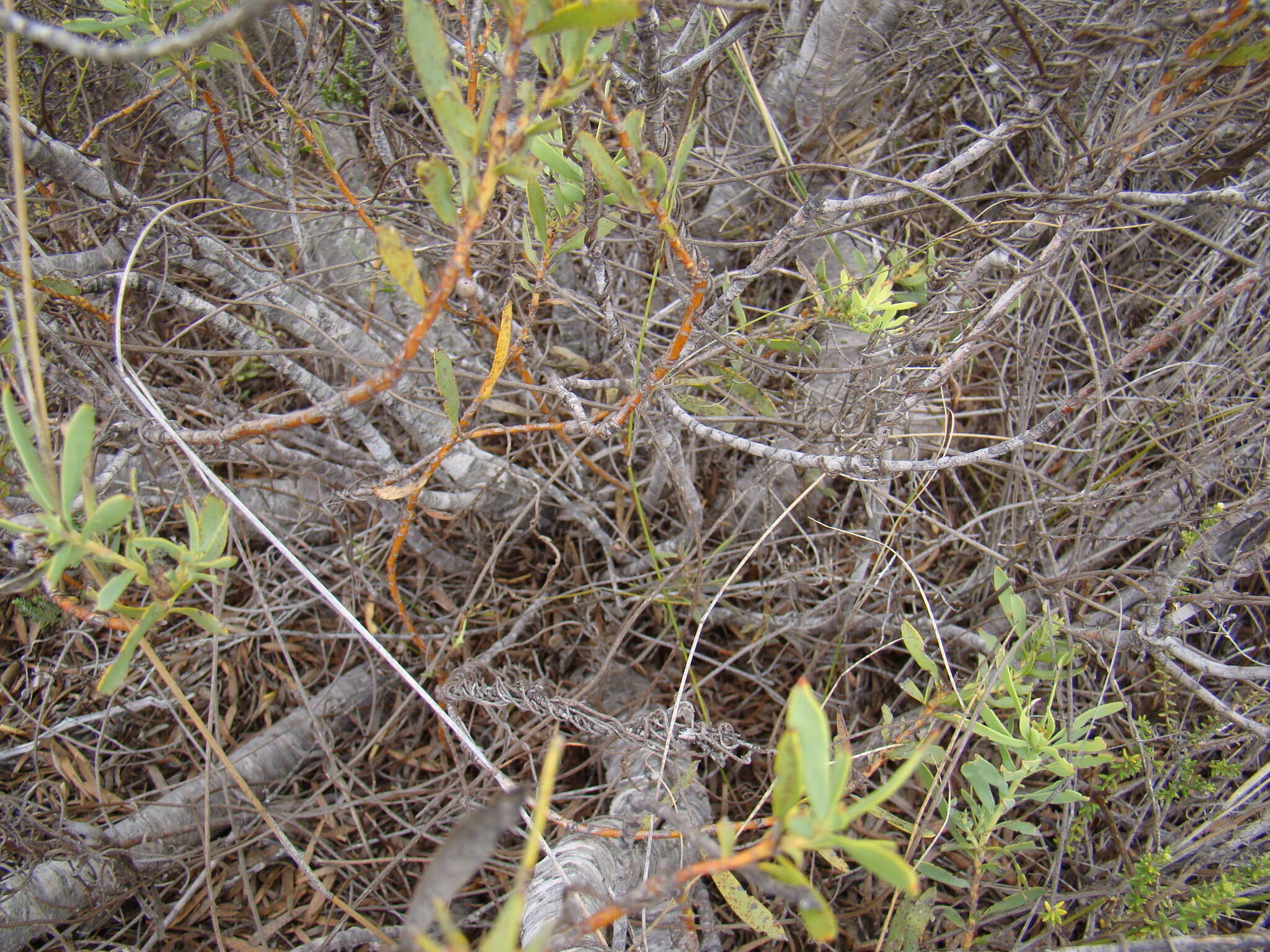 Image of Common Sunshine Conebush