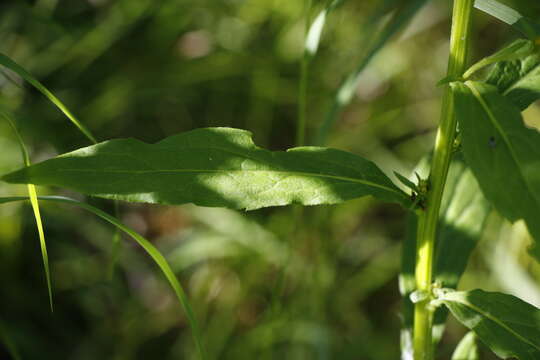 Image of Solidago spiraeifolia Fisch. ex Herder