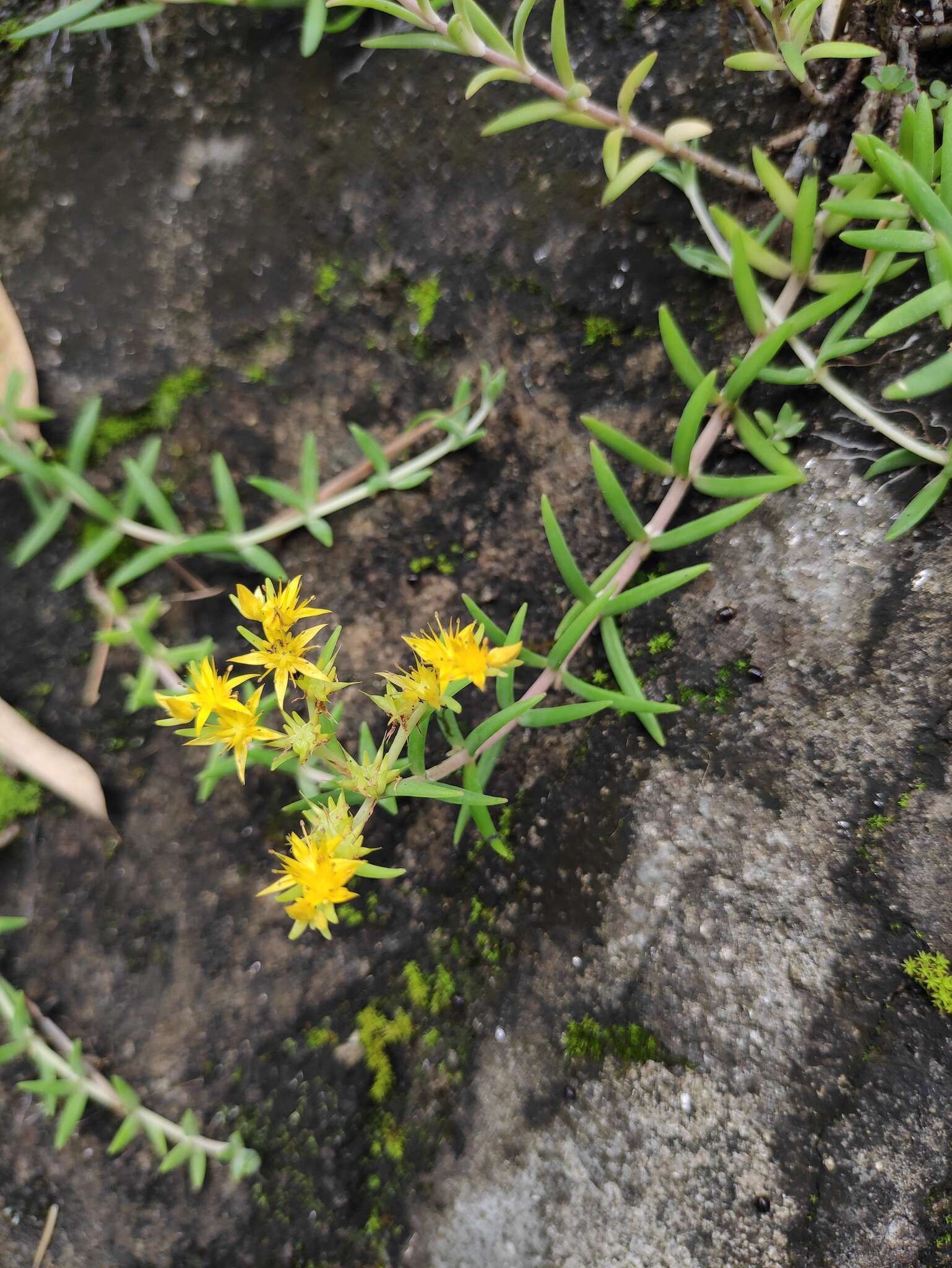 Image of needle stonecrop