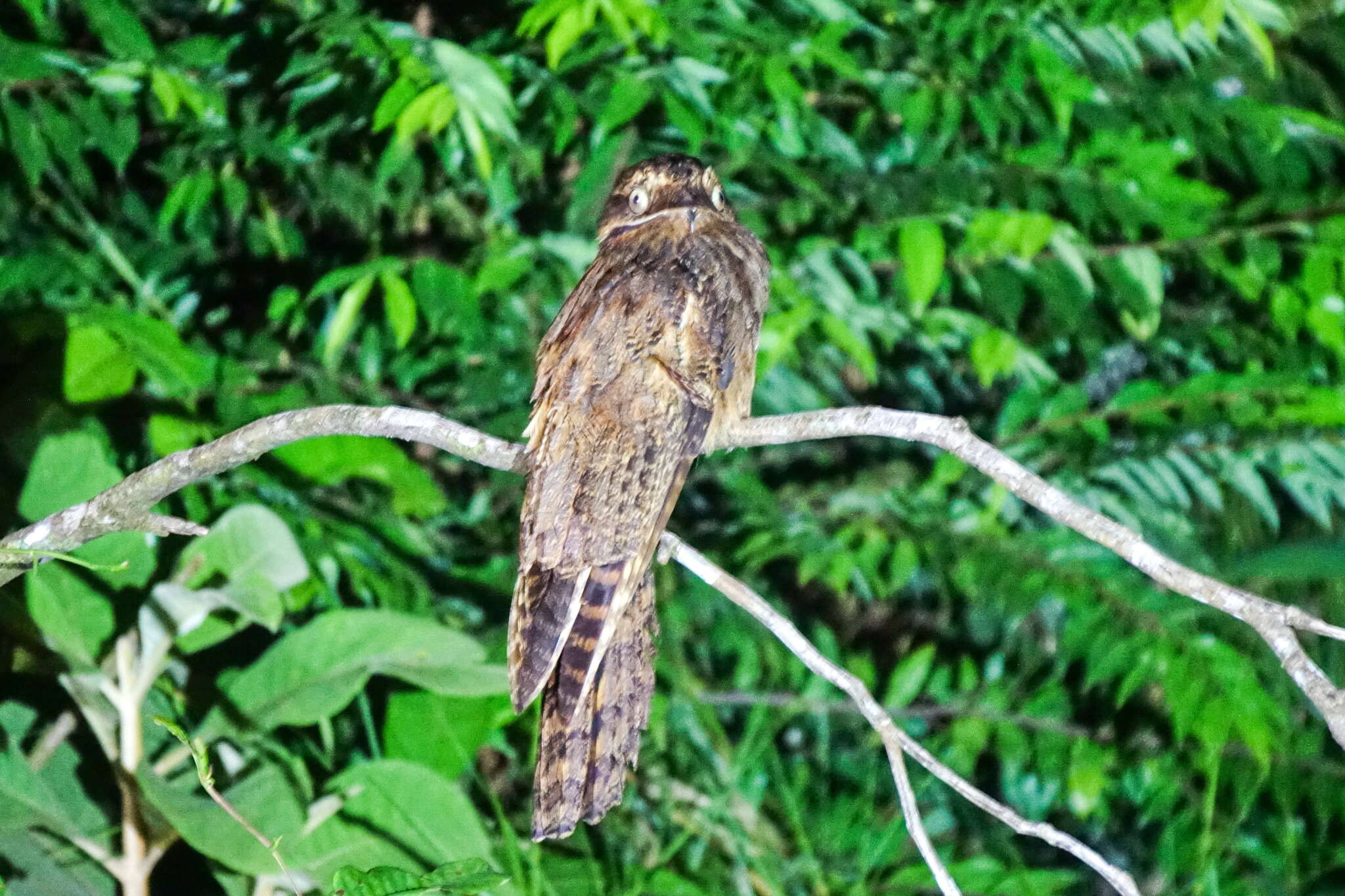 Image of Long-tailed Potoo