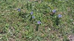 Image of Gentiana septemfida subsp. grossheimii (Doluch.) J. J. Halda