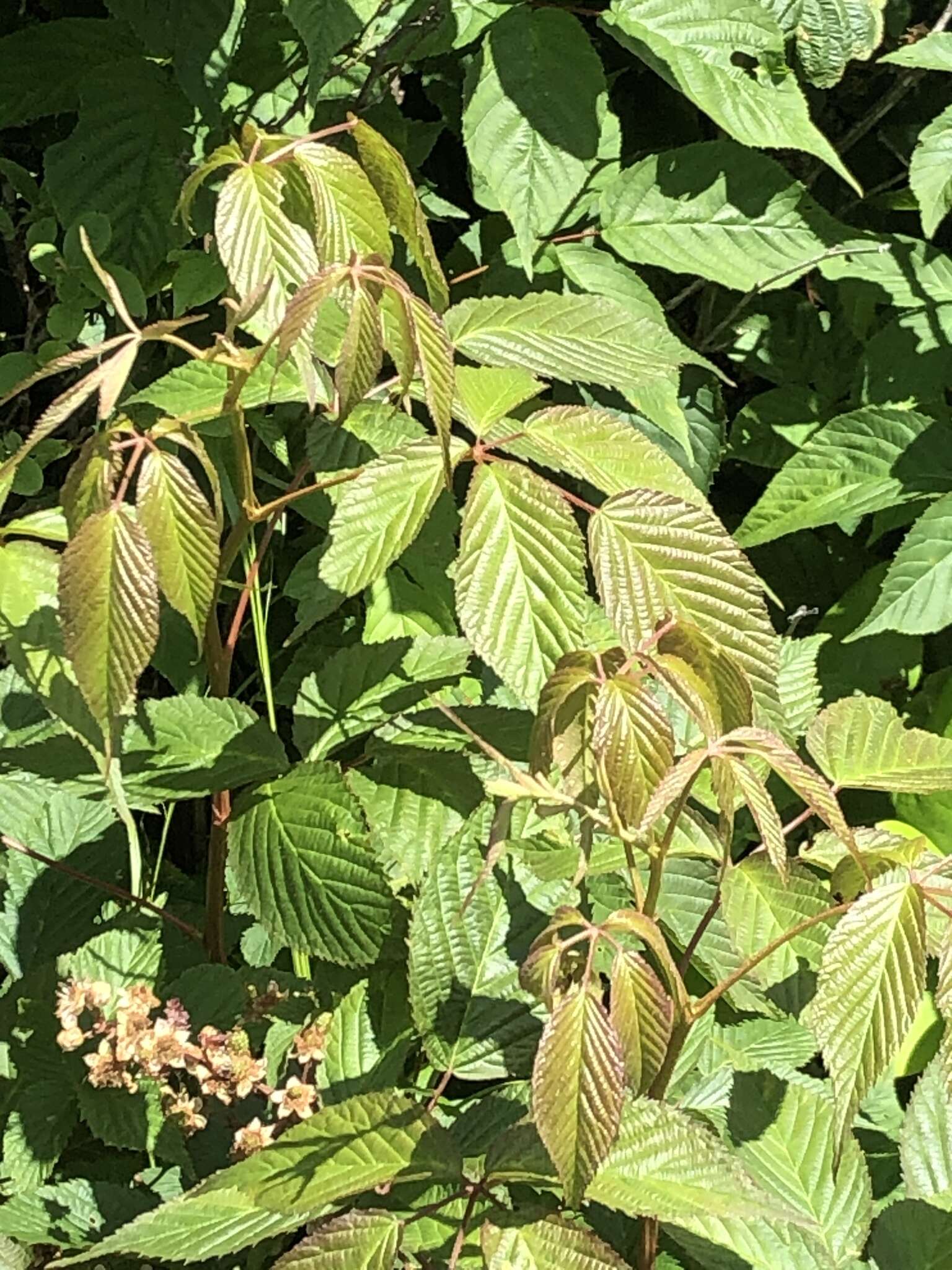 صورة Rubus canadensis L.