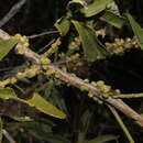 Sivun <i>Aceria massalongoi</i> kuva