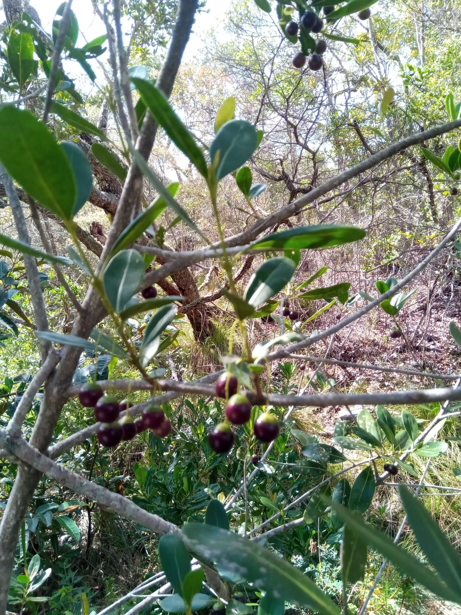 Image of Vitex uniflora Baker