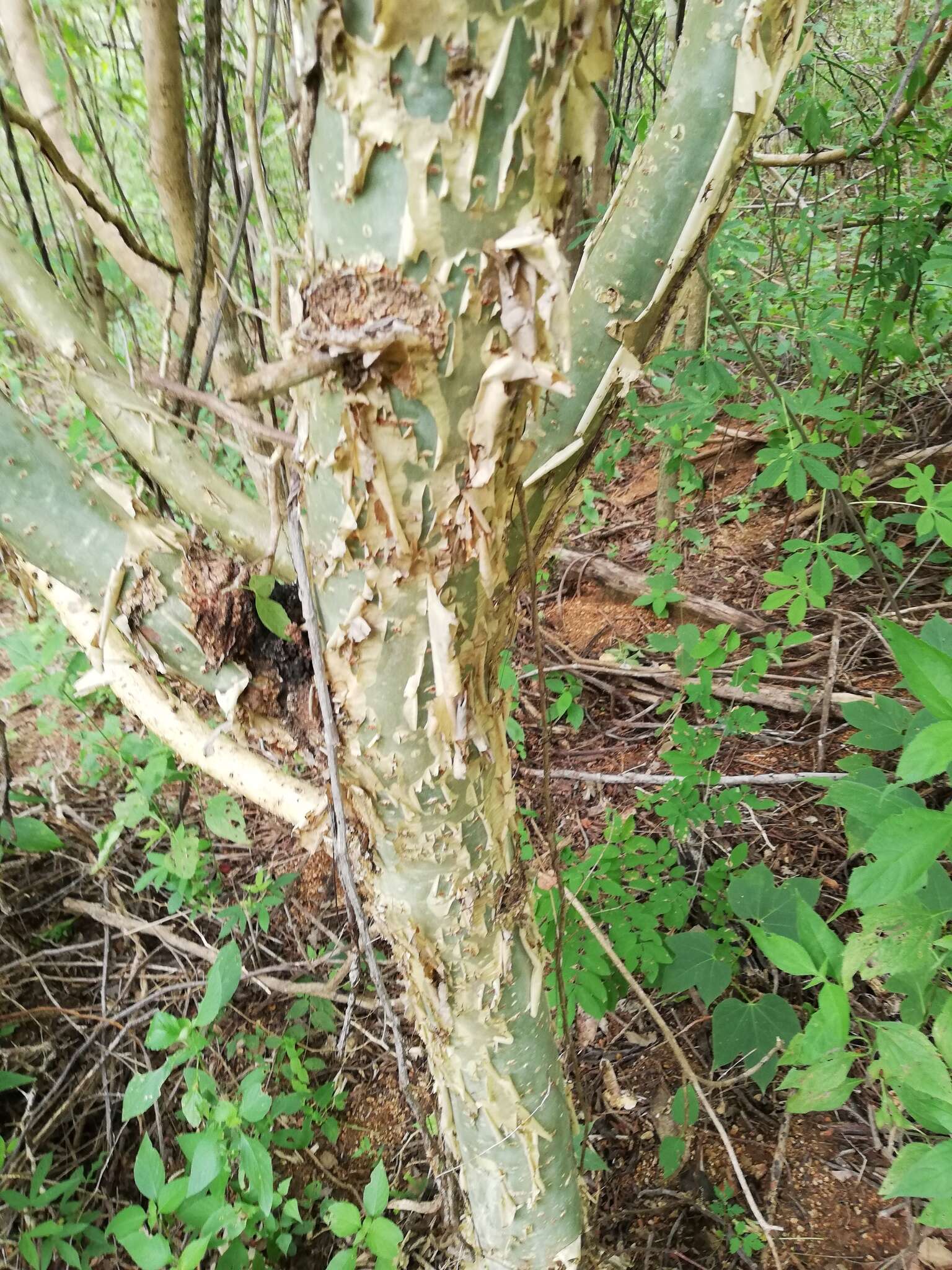 Image of Bursera silviae Rzed. & Calderón