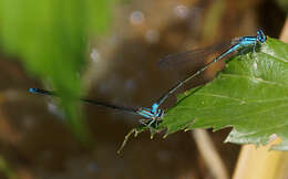 Image of Turquoise Bluet