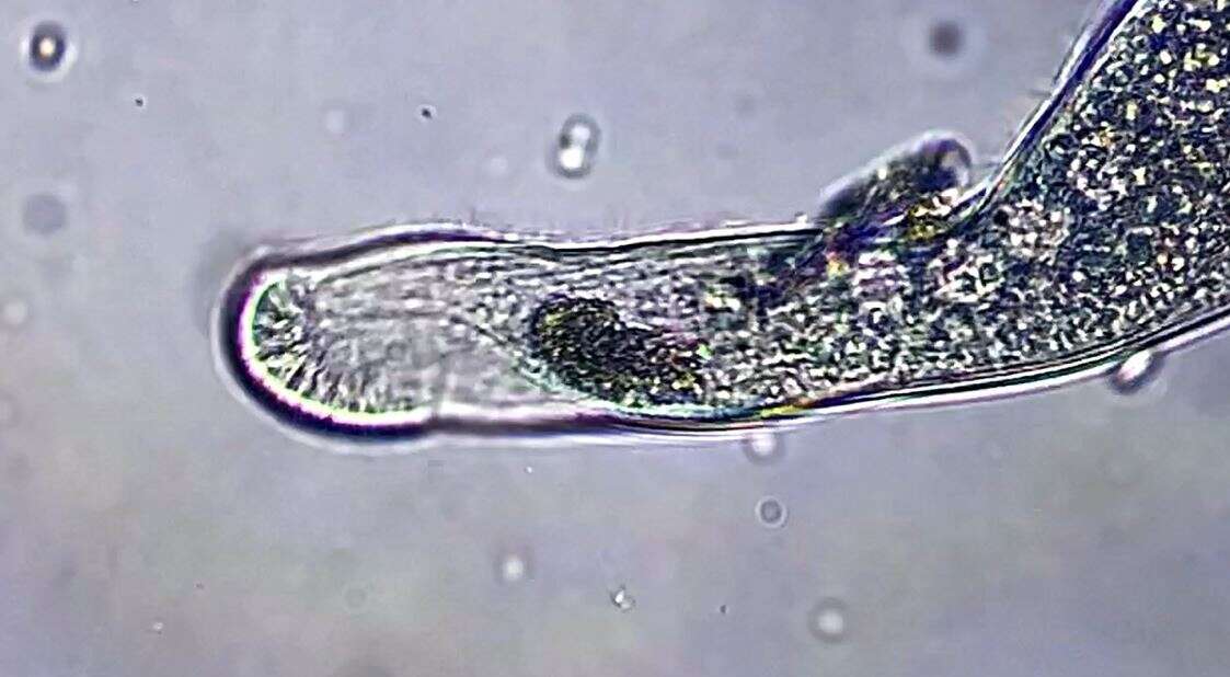 Image of Homalozoon vermiculare