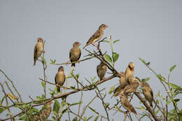 Image of Quelea quelea aethiopica (Sundevall 1850)