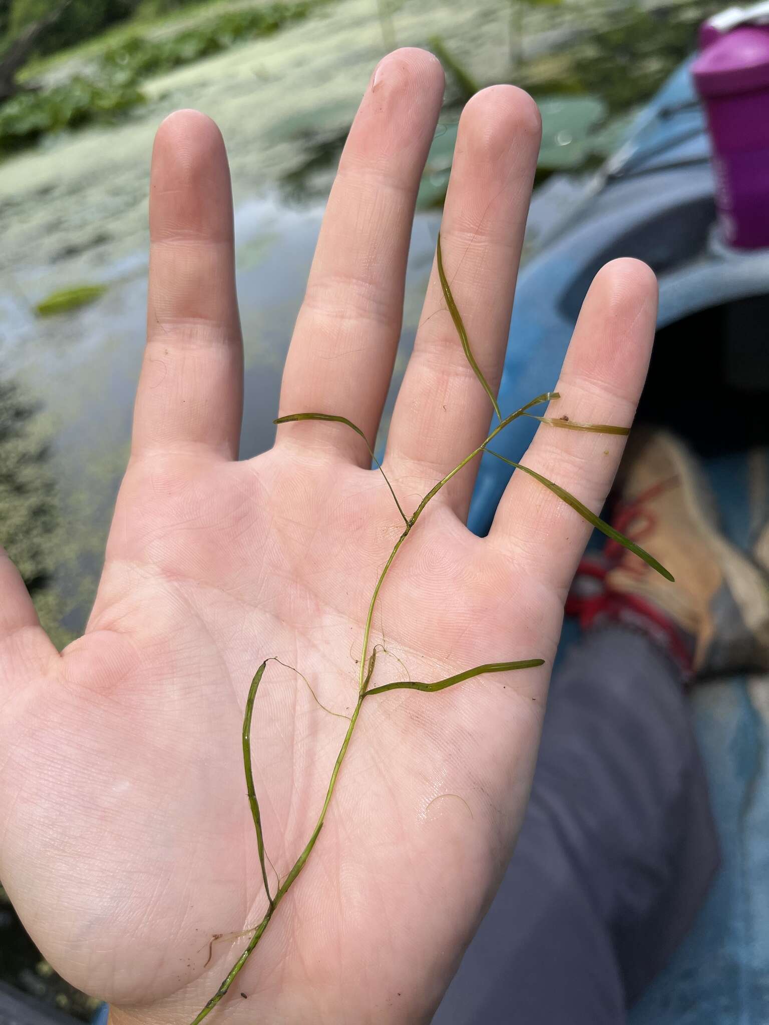 Image of leafy pondweed