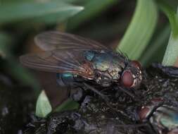 Imagem de Eudasyphora zimini (Hennig 1963)