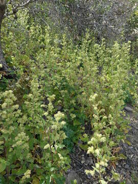 Image de Phacelia nemoralis Greene