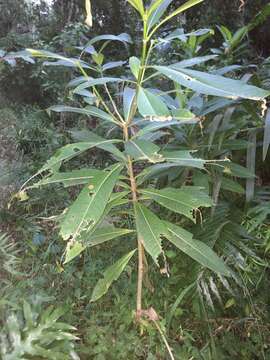 Image of Quinine tree