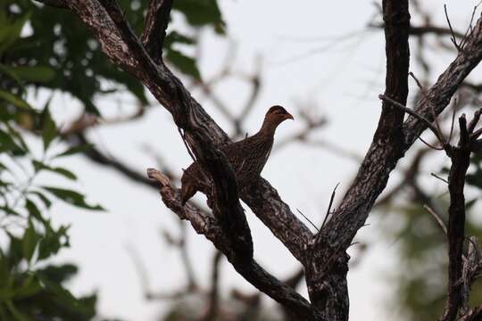 Image of Heuglin's Spurfowl