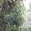 Image of Dracaena afromontana Mildbr.