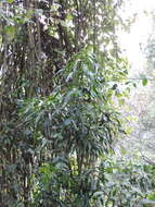 Image of Dracaena afromontana Mildbr.