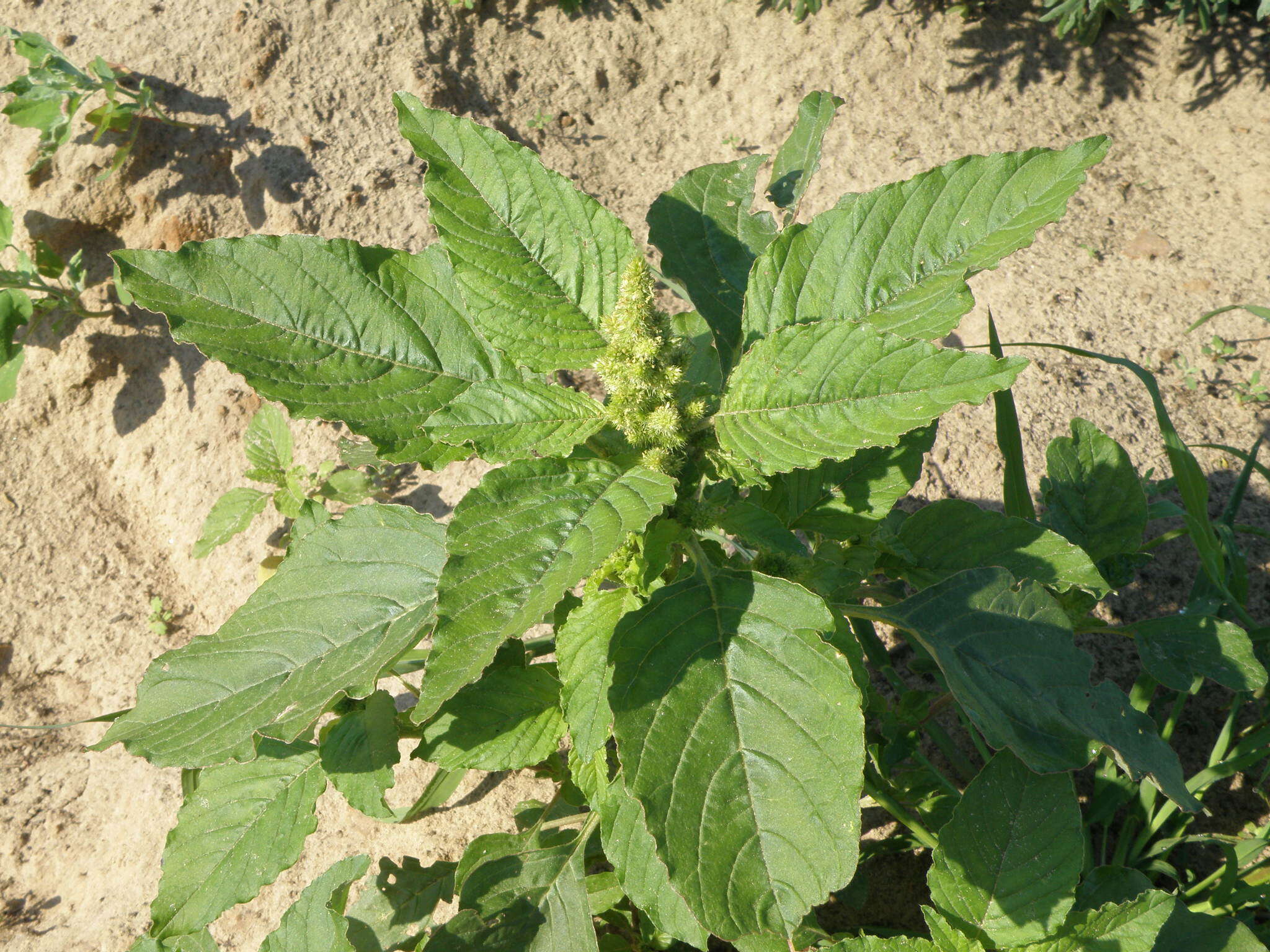 Image of redroot amaranth