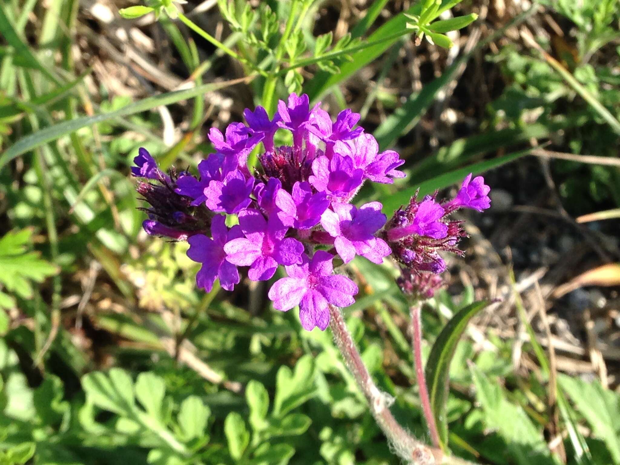 Image of tuberous vervain