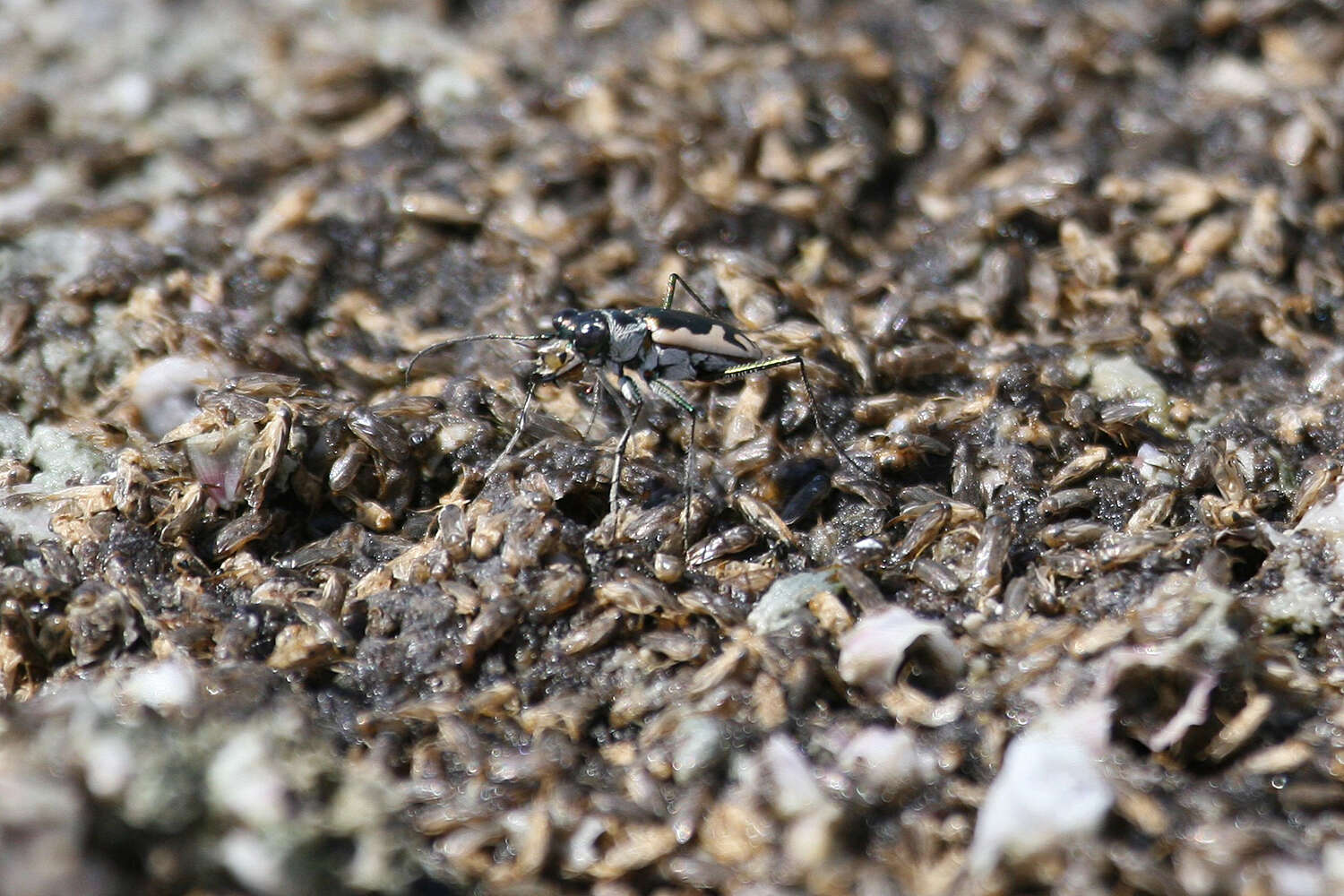 Image of Eunota californica mojavi (Cazier 1937)