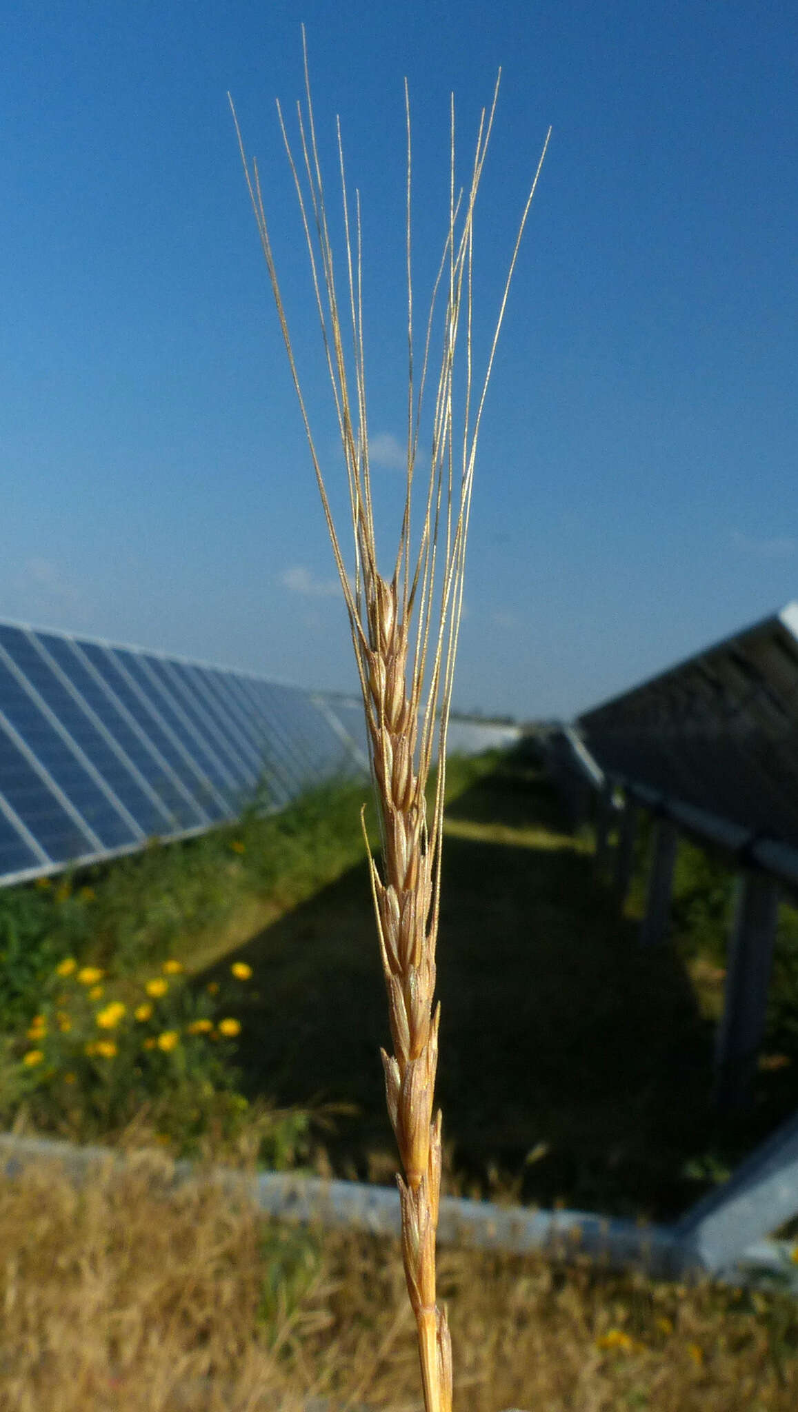 Image de Aegilops bicornis (Forssk.) Jaub. & Spach