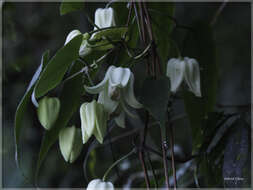 Imagem de Clematis henryi Oliv.